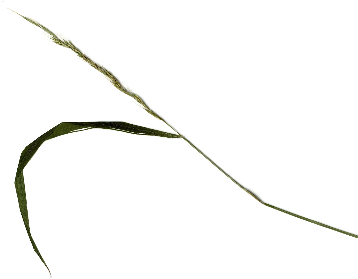 Elymus caninus (Poaceae)